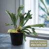Staghorn fern Platycerium bifurcatum in a black nursery pot with No Pot Option ships free text
