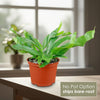 Front view of a Staghorn fern, Platycerium bifurcatum, with green fronds in an orange pot by a bright window