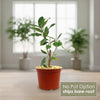 Strangler Fig Tree &
