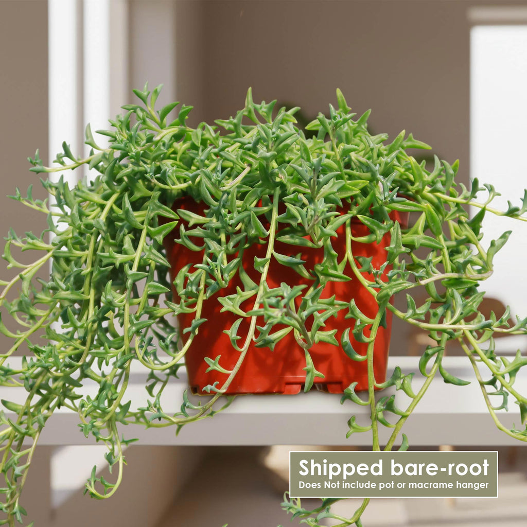 patrol_placeholder_a6ead9acc5af34cb22c78a05ed144ef7