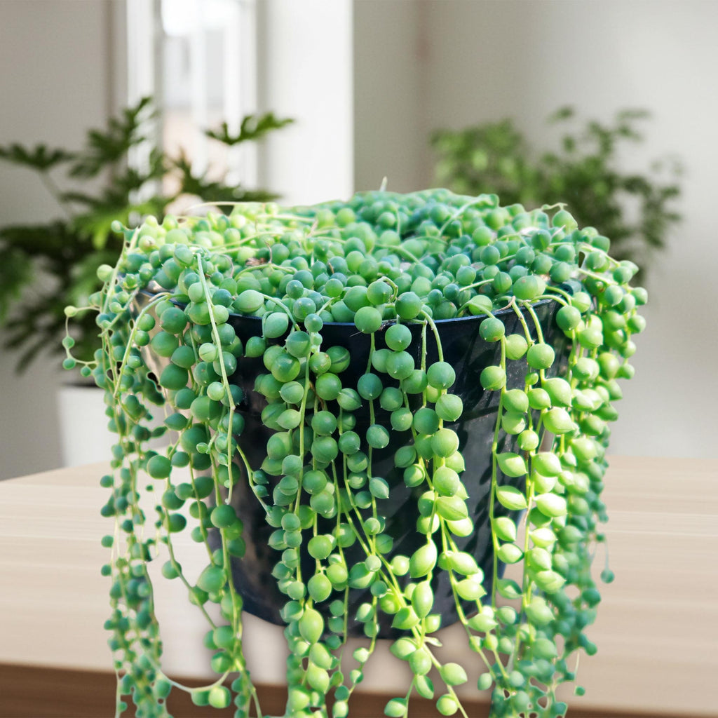 patrol_placeholder_a6ead9acc5af34cb22c78a05ed144ef7