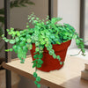 String of Turtles Plant ‘Peperomia prostrata’