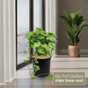 Front view of Syngonium ‘Berry Allusion’ showcasing olive-green leaves with soft pink veins against a bright indoor window