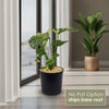Front view of Thai Constellation Monstera with creamy white and green variegated leaves and No Pot Option text