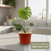 Front view of Thai Constellation Monstera showcasing creamy white and green variegated leaves with No Pot Option text