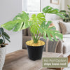Thai Constellation Monstera with green and white variegated leaves in a nursery pot, shown indoors with No Pot Option text