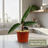 Tricolor Prayer Plant - Stromanthe Triostar