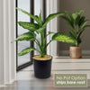 Tropic Snow Dieffenbachia