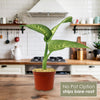 Front view of Tropic Snow Dieffenbachia showcasing variegated leaves in a red pot against a kitchen background, No Pot Option ships bare root