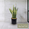 Variegated Snake Plant - Sansevieria laurentii