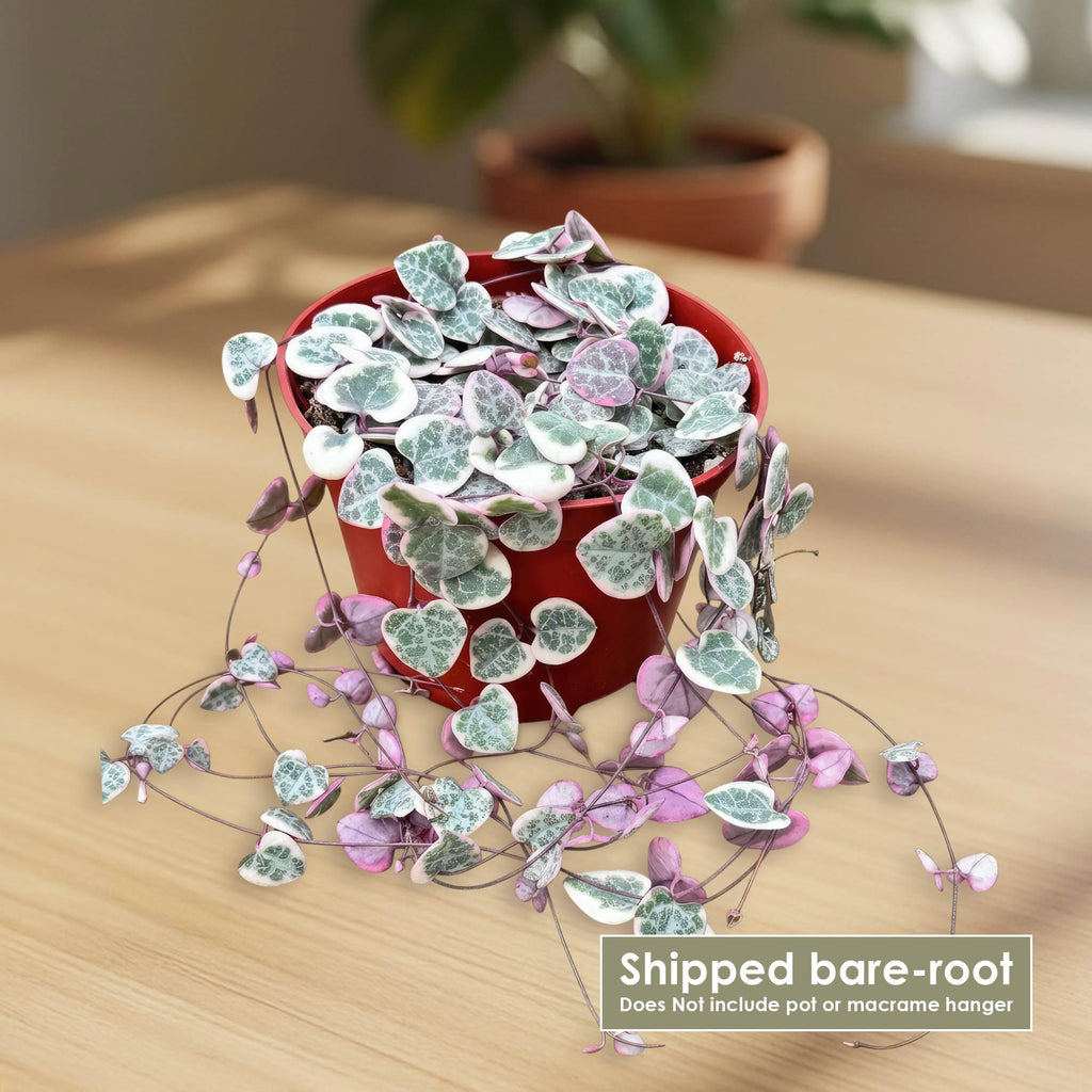 patrol_placeholder_a6ead9acc5af34cb22c78a05ed144ef7