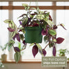 Wandering Jew/Dude ‘Tradescantia zebrina’ (Inch Plant)