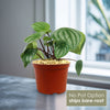 Watermelon Peperomia Plant &
