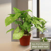 Front view of White Butterfly Plant showcasing arrowhead leaves with white veins in a bright indoor setting