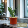 Front view of Zeylanica Snake Plant with upright striped leaves in a terracotta pot, labeled No Pot Option