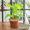 Front view of Golden Goddess Philodendron showcasing lime-green leaves in a terracotta-colored pot with No Pot Option text