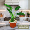 ‘Green Princess’ Philodendron