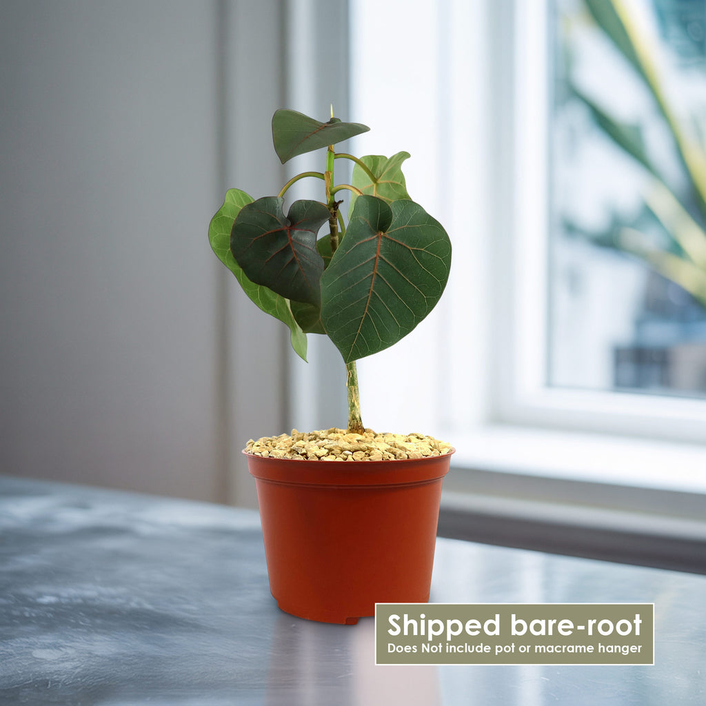 Ficus petiolaris fig rock
