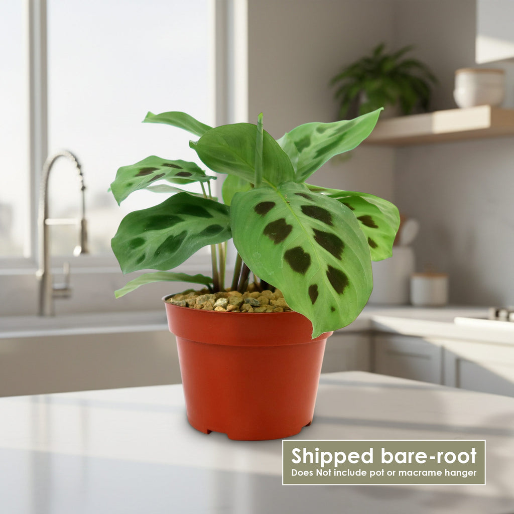 Potted indoor plant with glossy green leaves beside a small Buddha statue