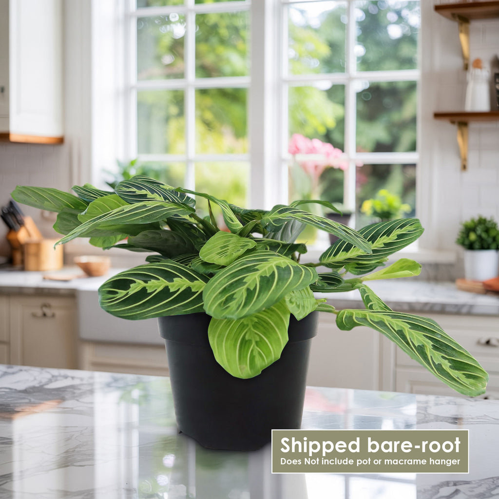 Lemon Lime Maranta ‘Lemon Lime Prayer Plant’