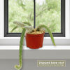Monkey Tail Cactus – Cleistocactus colademononis 