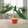 Philodendron atabapoense