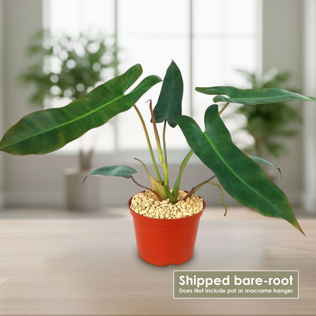 Potted indoor plant with glossy green leaves beside a small Buddha statue