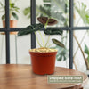 Alocasia black velvet Plant (Alocasia reginula)