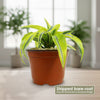 Lemon Surprise Plant - Dracaena ‘Lemon Surprise’