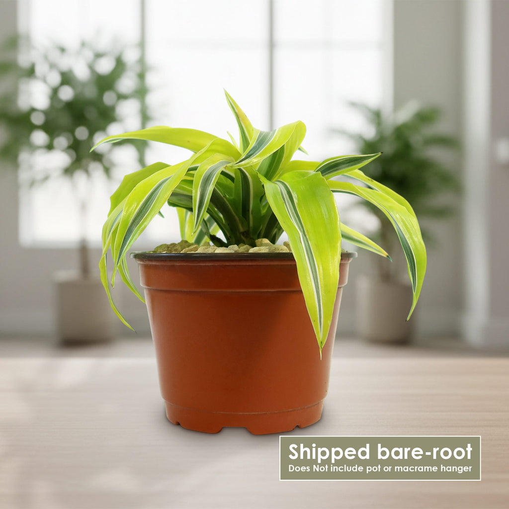 Potted indoor plant with glossy green leaves beside a small Buddha statue