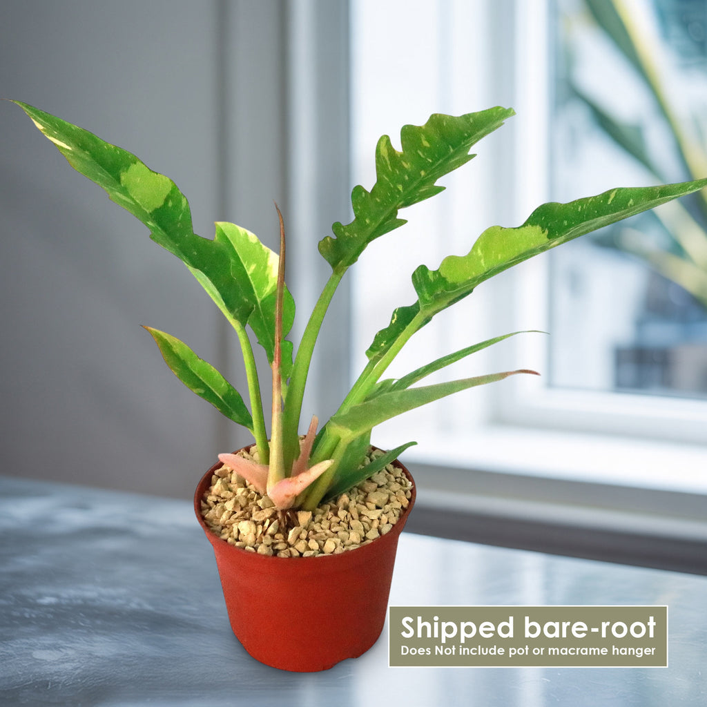 Ring of Fire Plant - Philodendron ‘Ring of Fire’