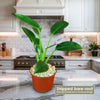 ‘Green Princess’ Philodendron
