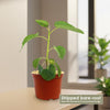 Ficus brandegeei