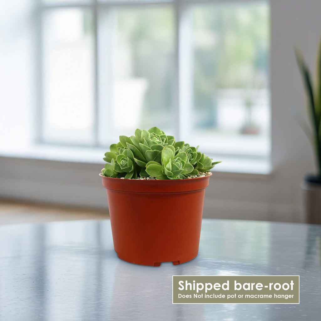 Mountain Rose Succulent ‘Aeonium dodrantale’ (Greenovia dodrantalis)