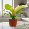 Moonlight Philodendron