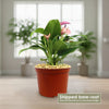 Purple Anthurium Zizou Plant