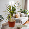 Kiwi Dragon Tree – Dracaena ‘kiwi Cane’