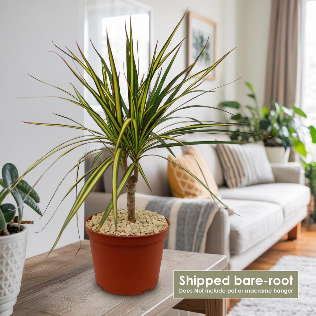 Potted indoor plant with glossy green leaves beside a small Buddha statue