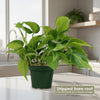 Philodendron ‘brasil’