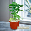 Syngonium ‘Berry Allusion’