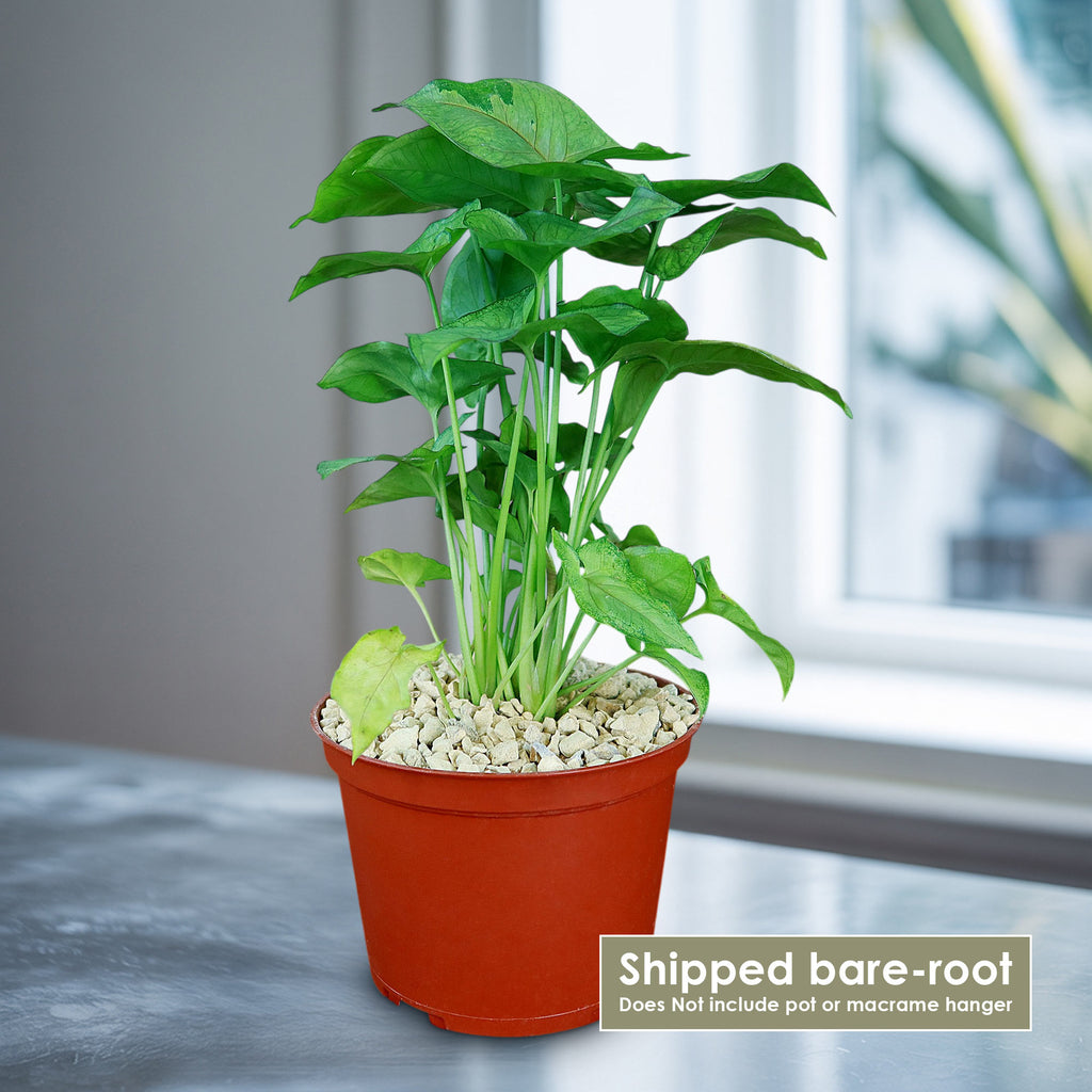 Syngonium ‘Berry Allusion’