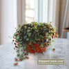 Ruby Cascade Plant - Peperomia ‘Ruby Cascade’