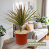 Bicolor Dragon Tree - Dracaena marginata ‘Bicolor’