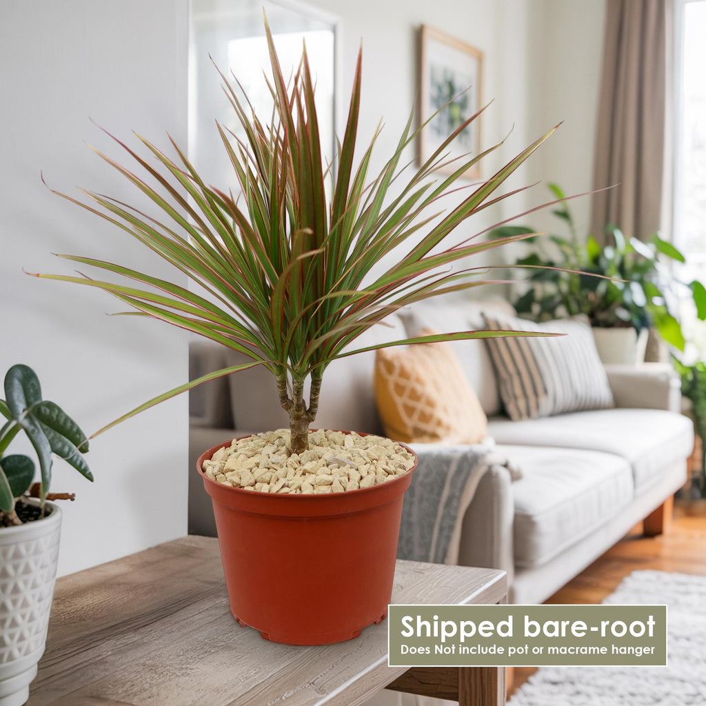 Bicolor Dragon Tree - Dracaena marginata ‘Bicolor’