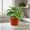 Prayer Plant ‘Maranta leuconeura’