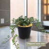 Glacier Ivy Plant – Hedera Helix ‘Glacier Ivy’