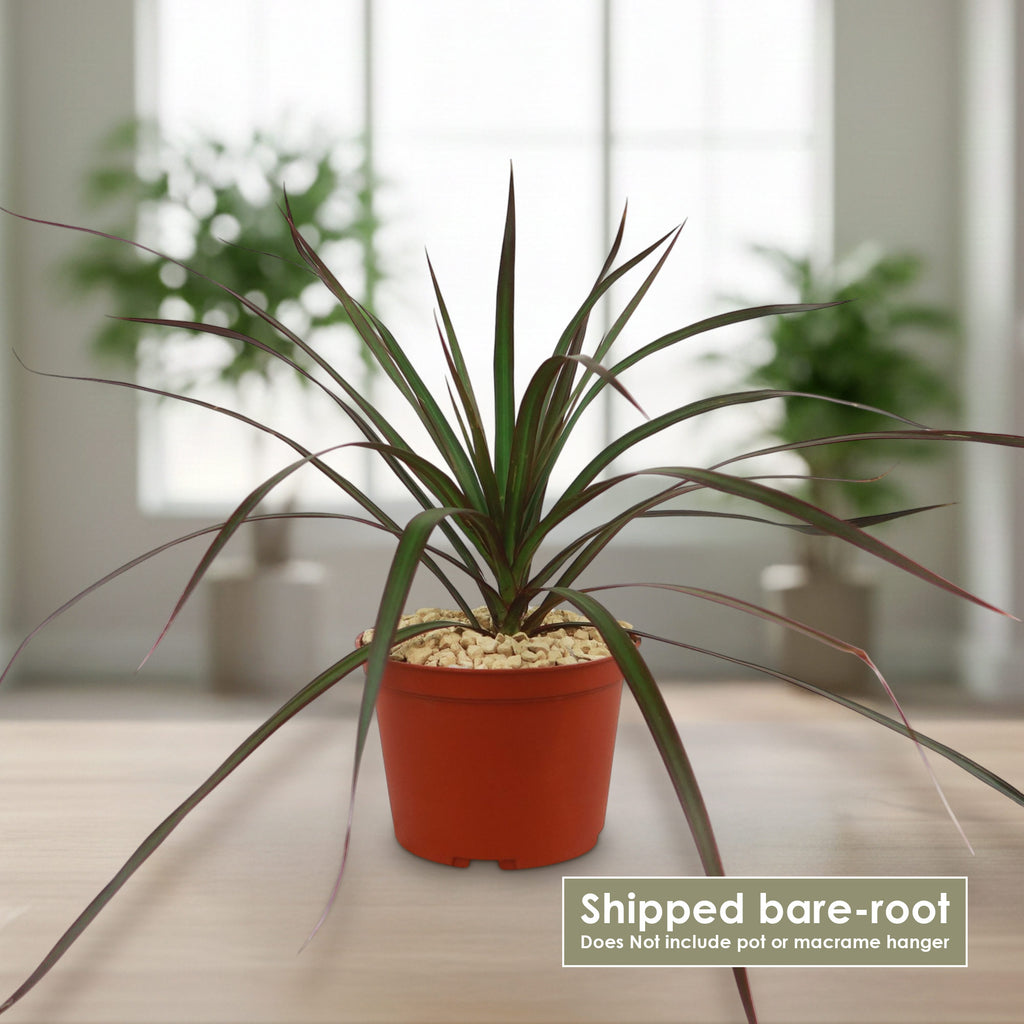 Potted indoor plant with glossy green leaves beside a small Buddha statue