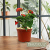 Red Flamingo Flower ‘Anthurium andraeanum’