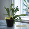 Staghorn Ferns Plants ‘Platycerium bifurcatum’