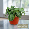 Front view of Maranta leuconeura Silver Band prayer plant in an orange pot, overlay reads No Pot Option ships bare-root